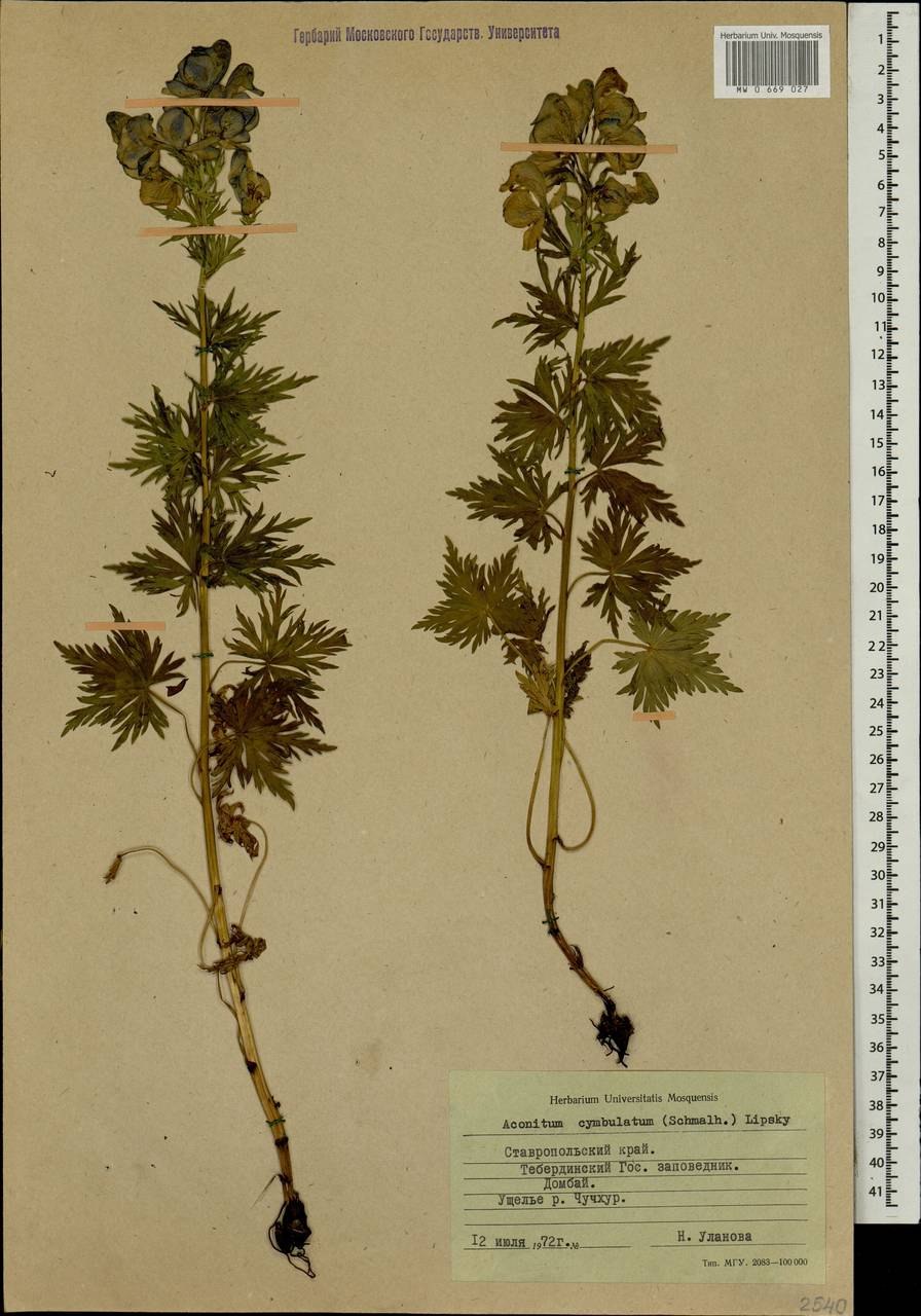 Аконит Фишера