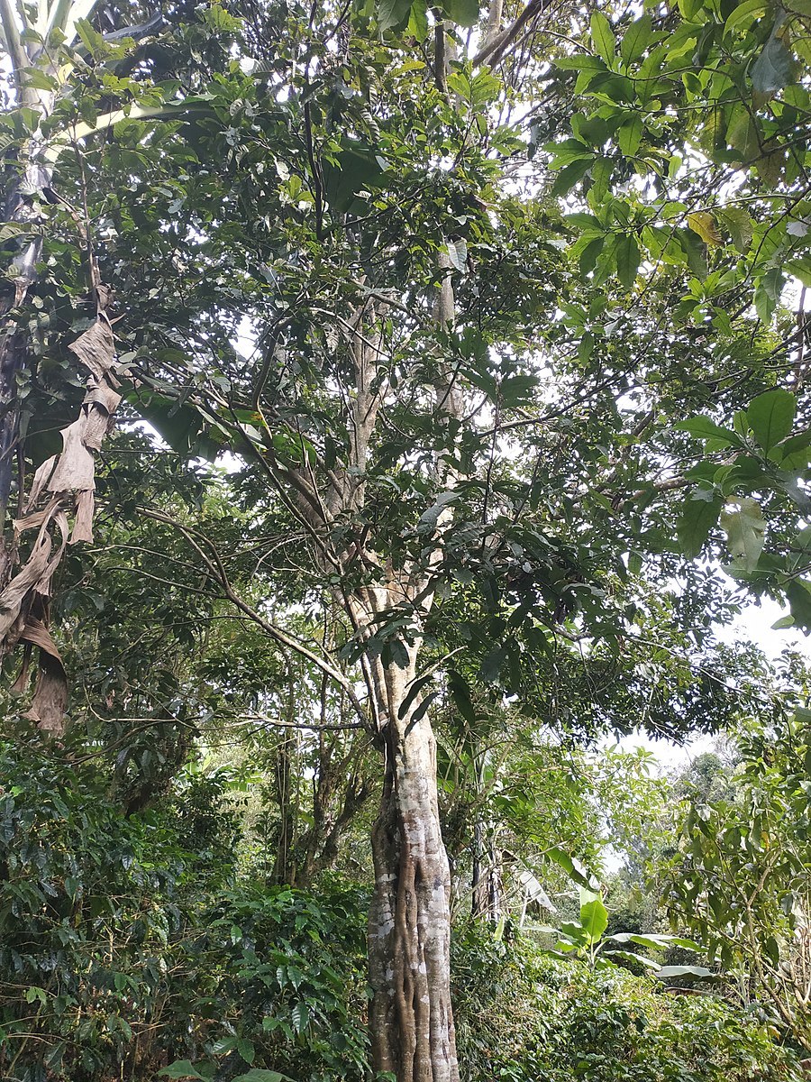 Белое квебрахо