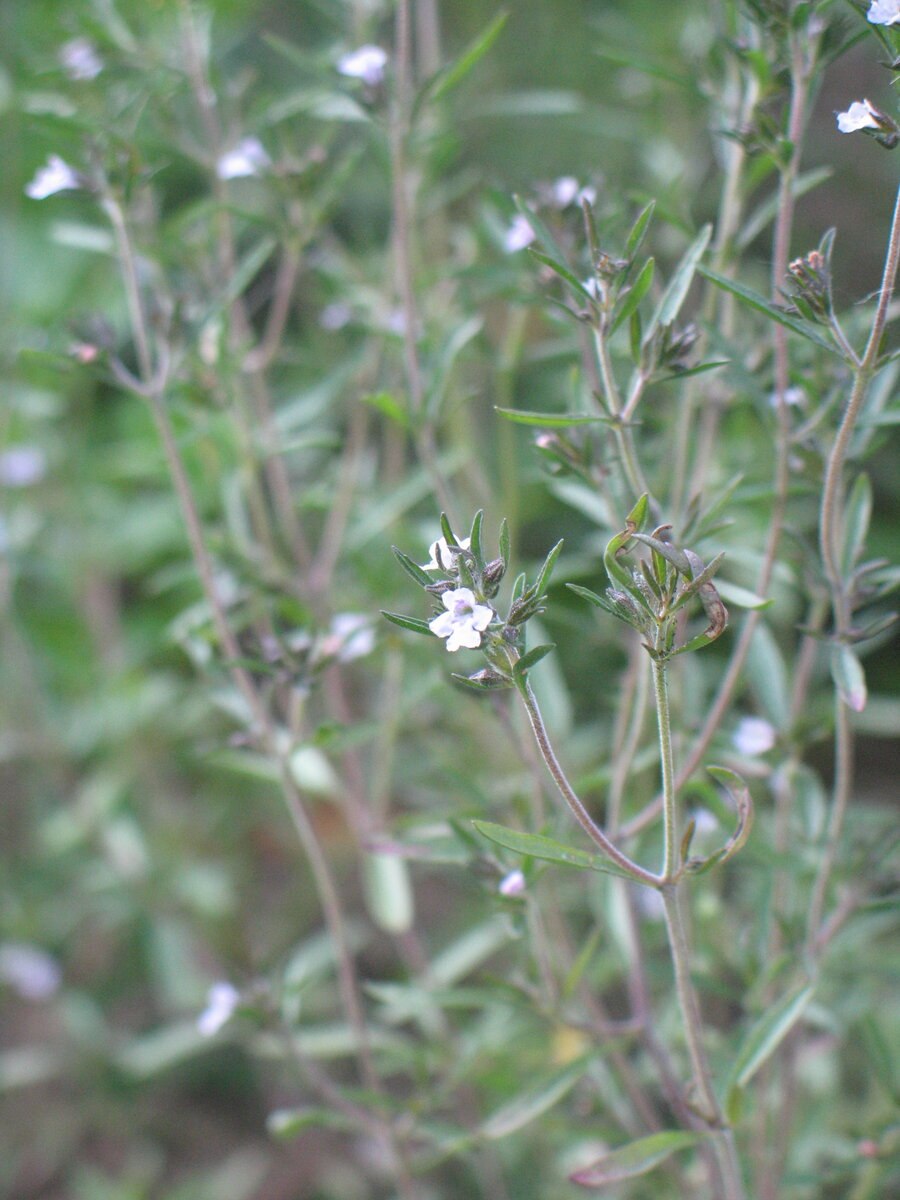 Чабрец колосоносный