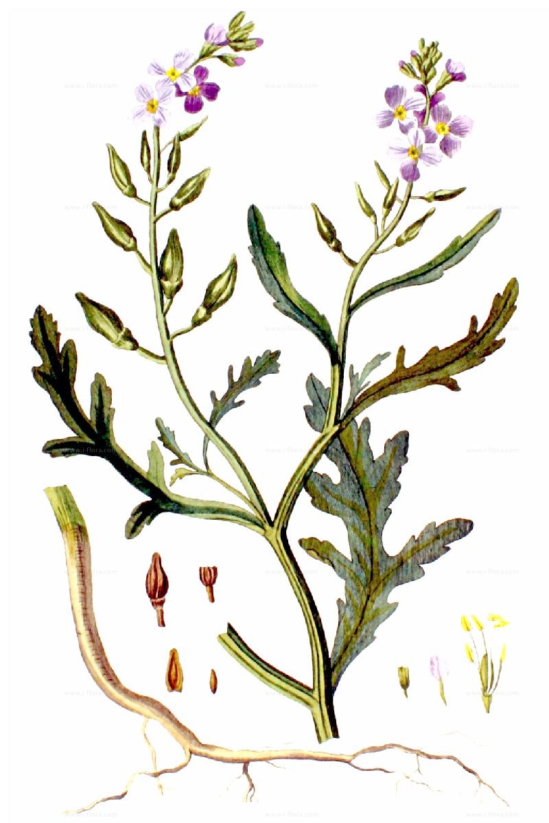 Cakile maritima - морская горчица