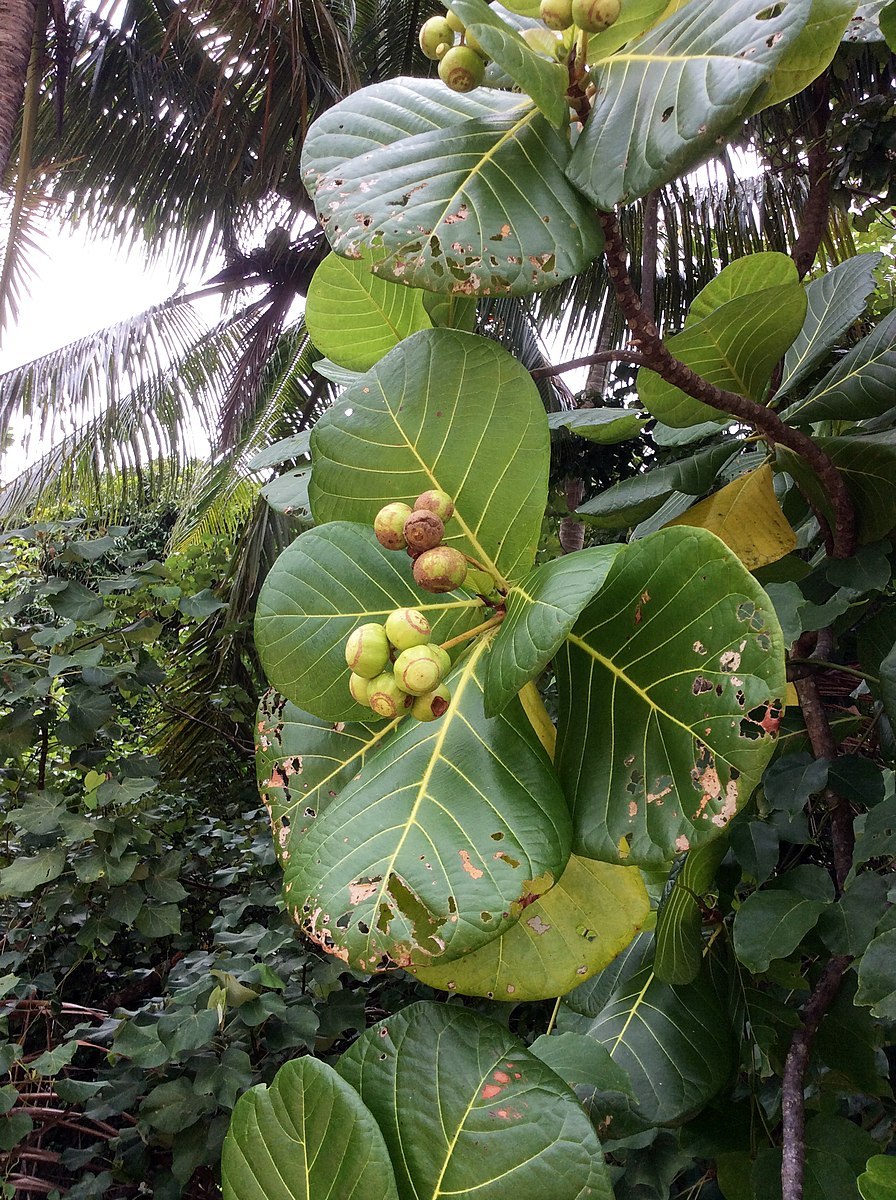 Fiji Fruit