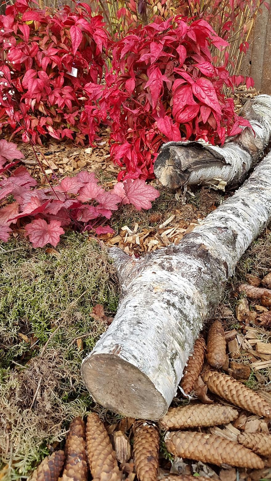 Лишайник сфагнум