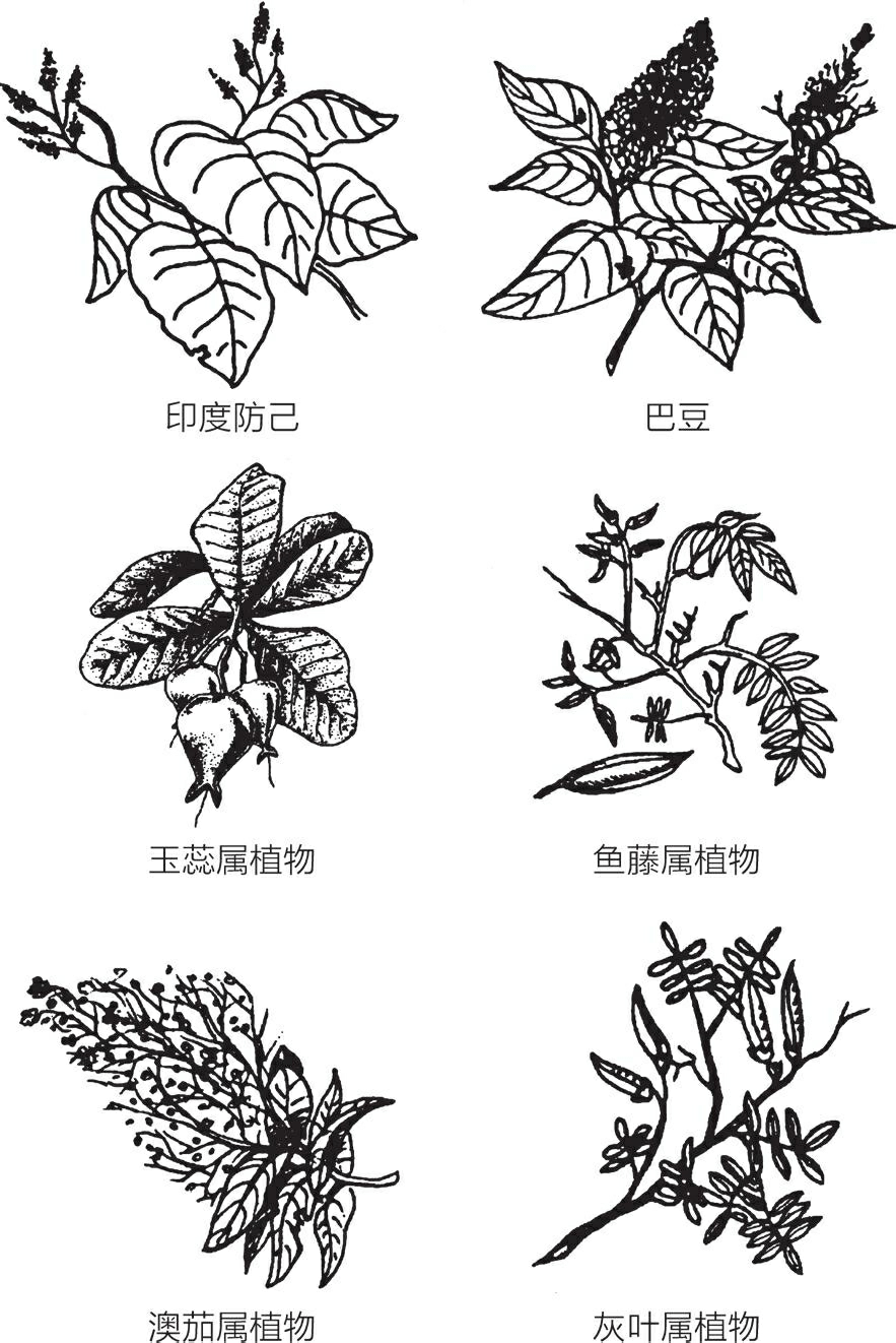 Classen impression 4v 37321 дуб Бассано