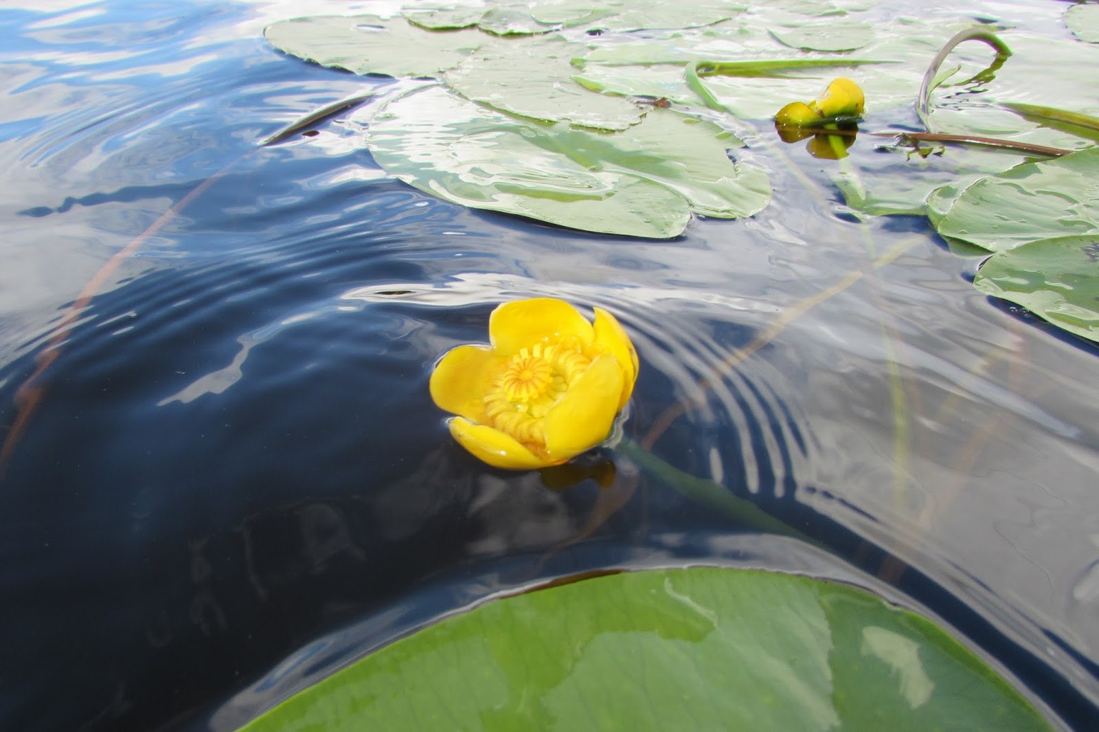 Текст желтая кувшинка. Кувшинка желтая кубышка. Кубышка жёлтая водные растения. Жёлтые лютики водяные. Растения на реке кубышка.
