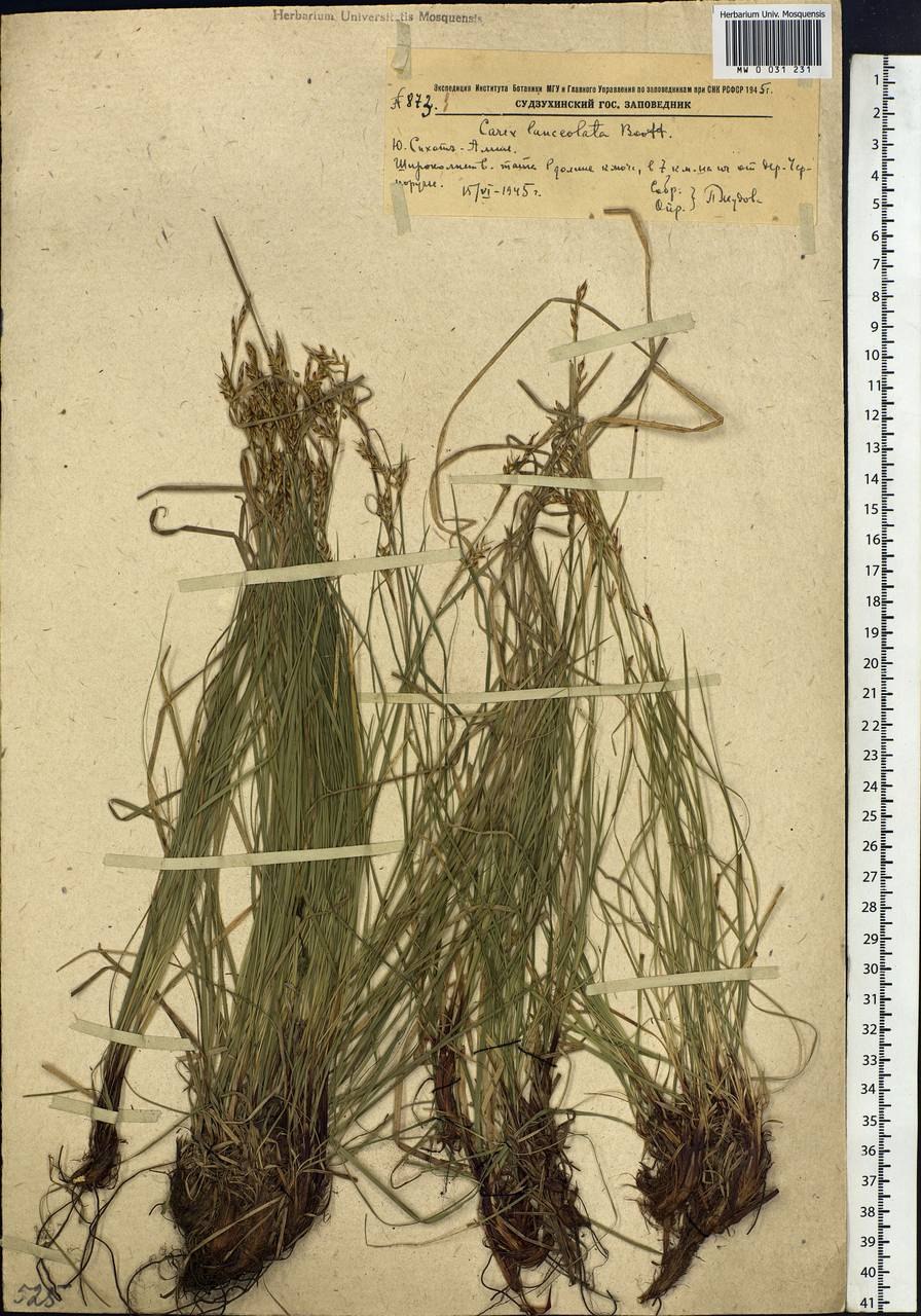 Осока ложносытевая