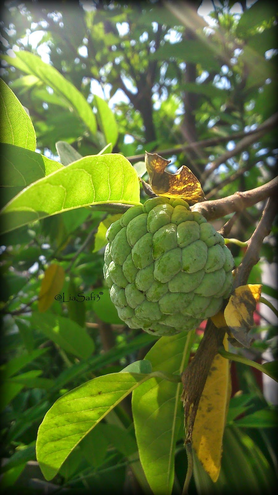 Аннона пурпурная