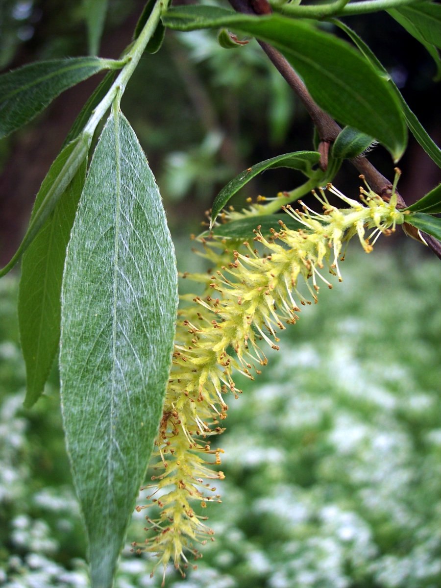 Ива жилколистная