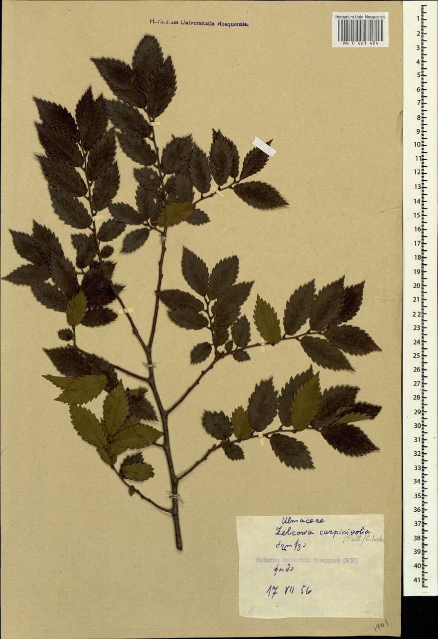 Дзельква граболистная