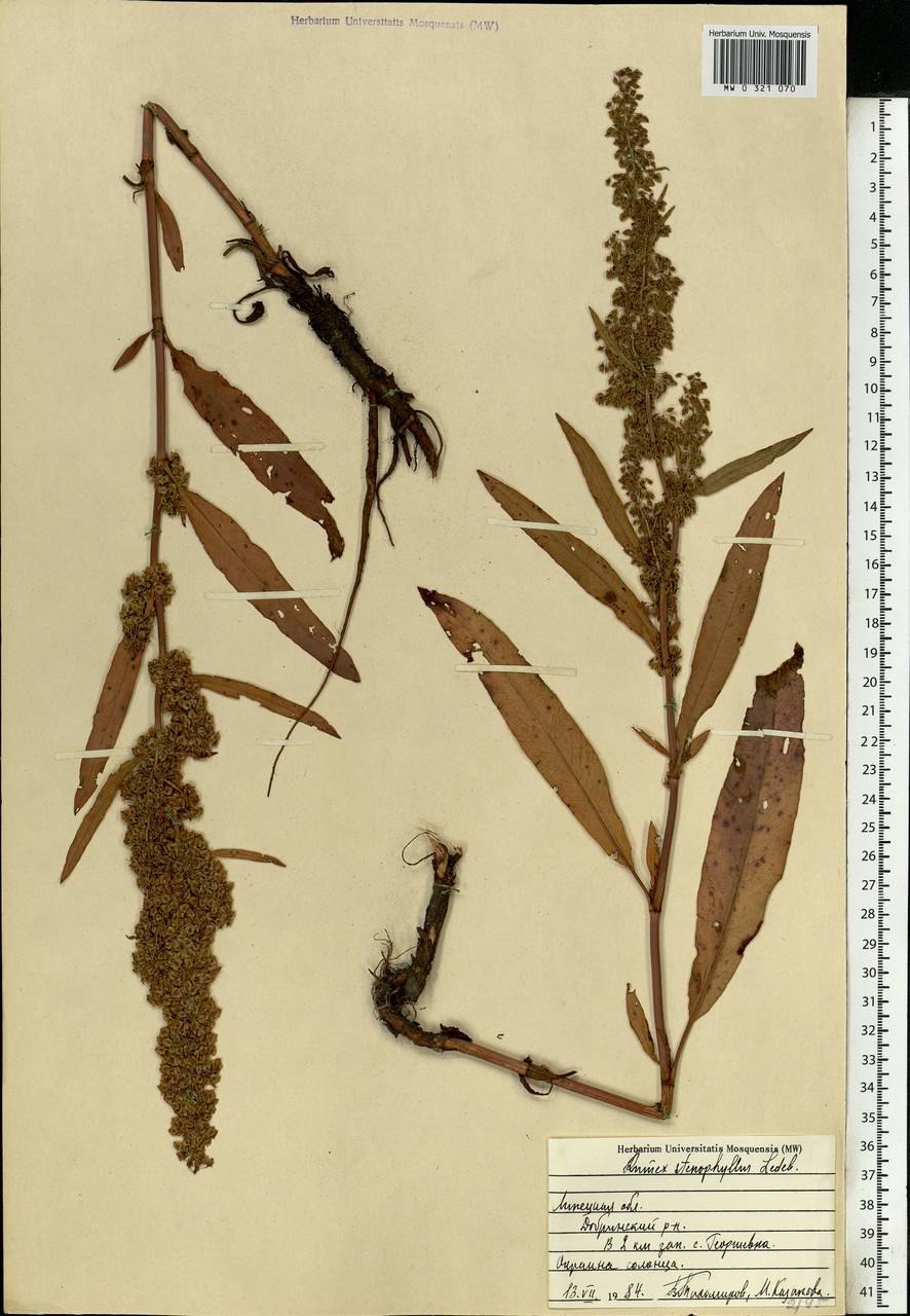 Щавель узколистный