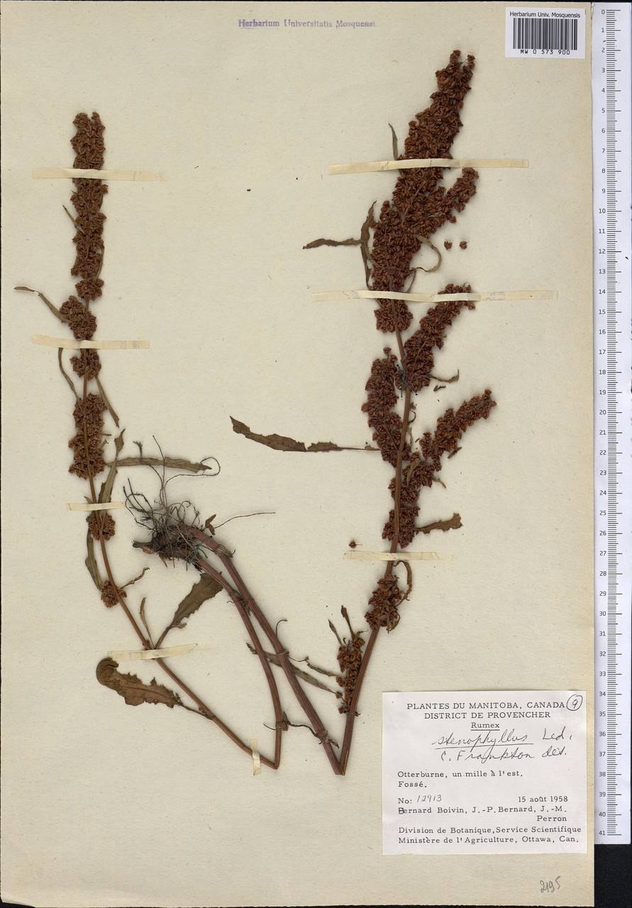 Rumex stenophyllus рисунок