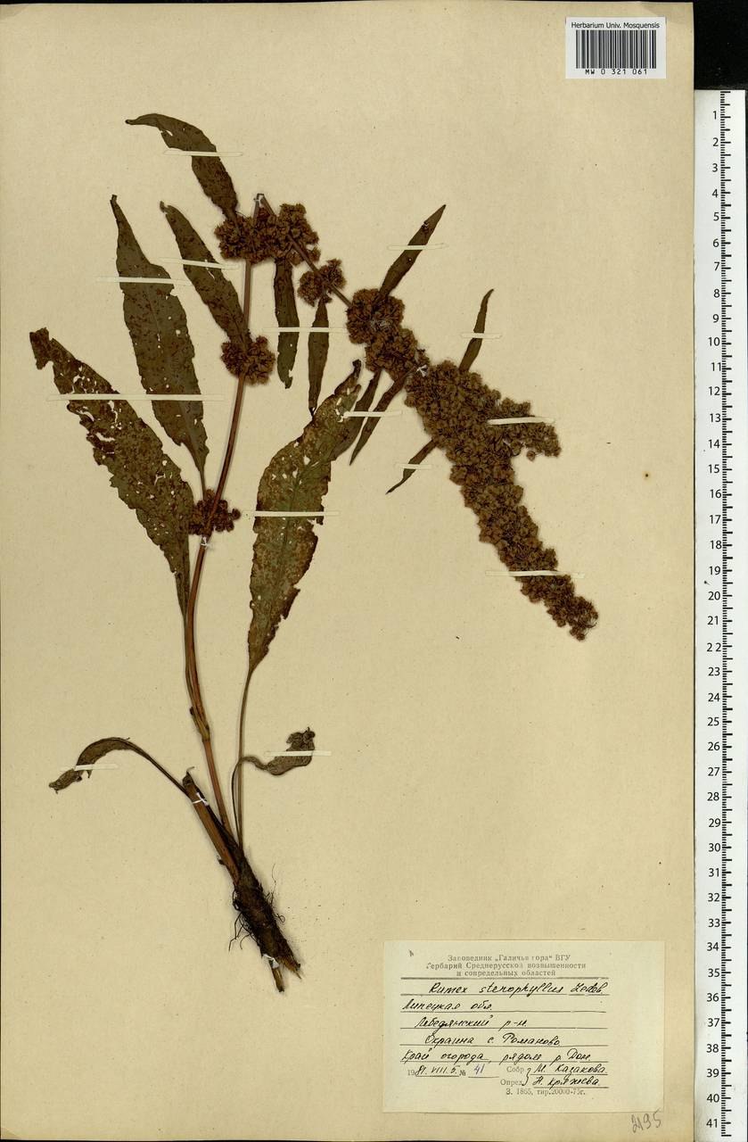 Rumex stenophyllus свойства