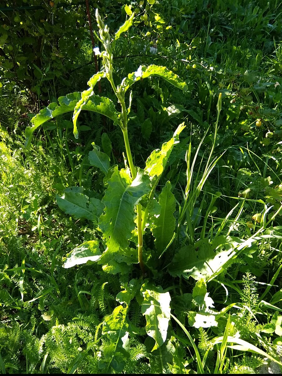 Rumex stenophyllus Ledeb. Щавель узколистный