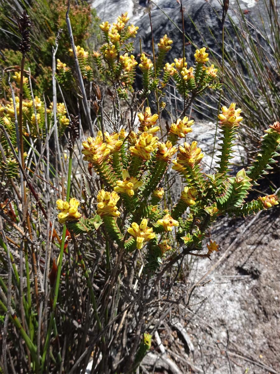 Пенеевые (Penaeacéae)
