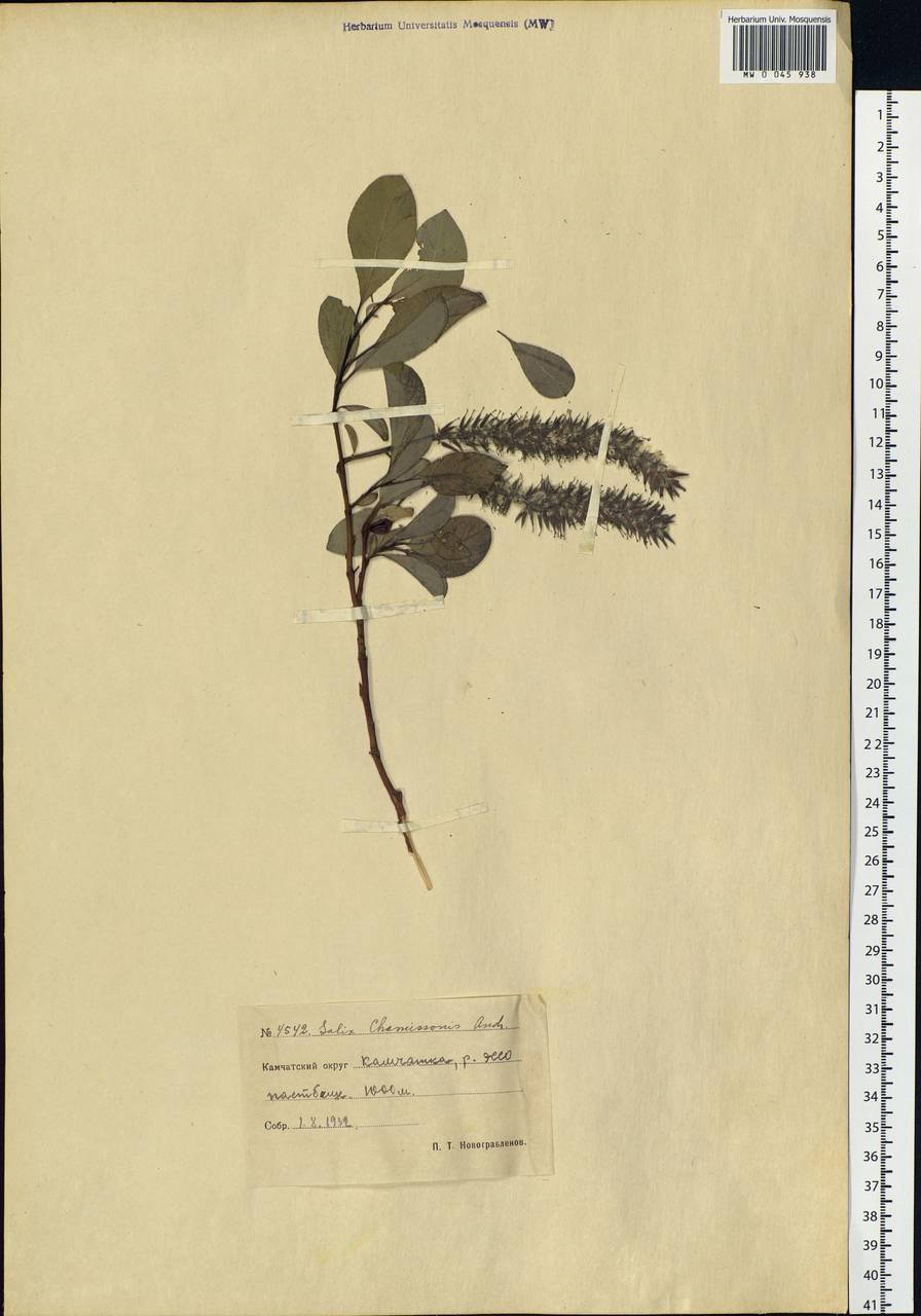 Ива пурпурная Salix purpurea