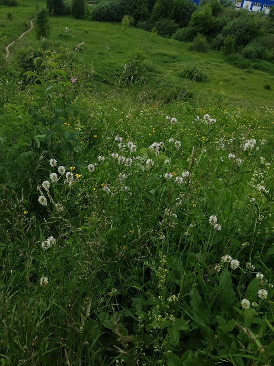 Клевер желтый ползучий