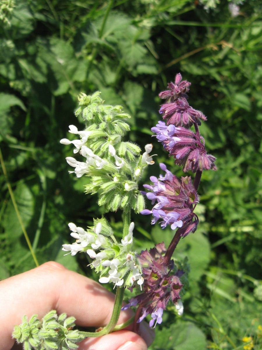 Salvia verticillata l