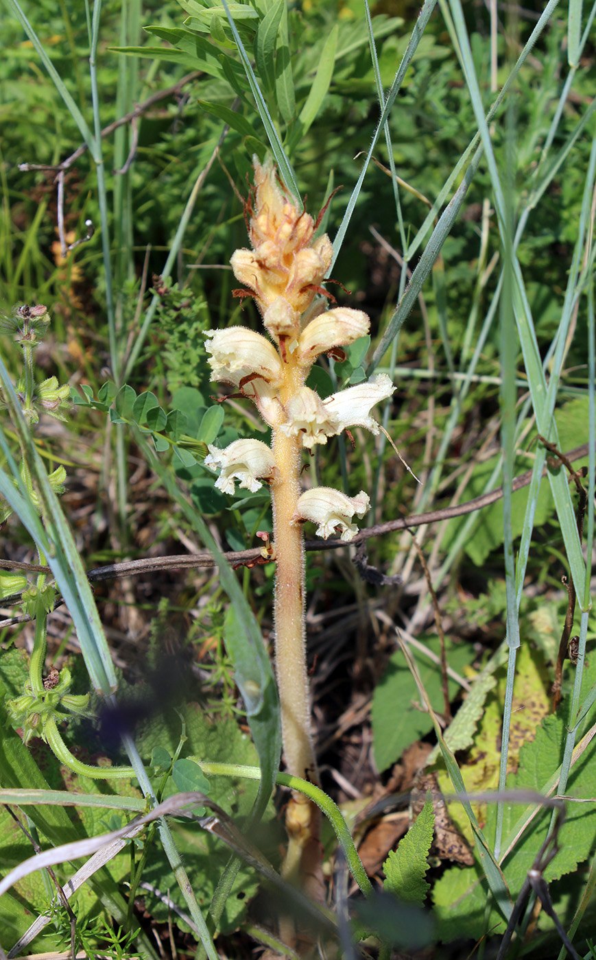 Заразиха (Orobanche