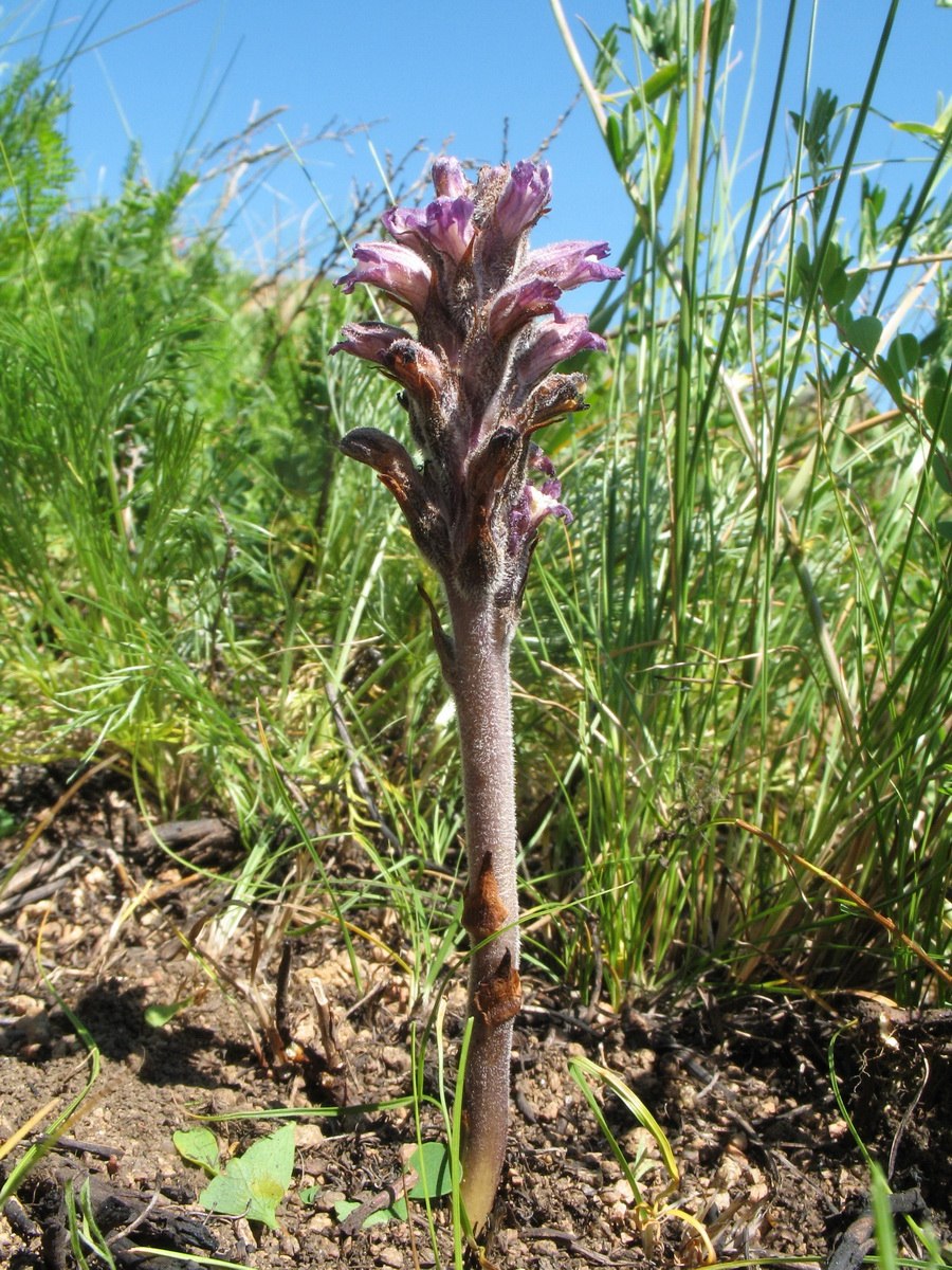 Orobanche gracilis