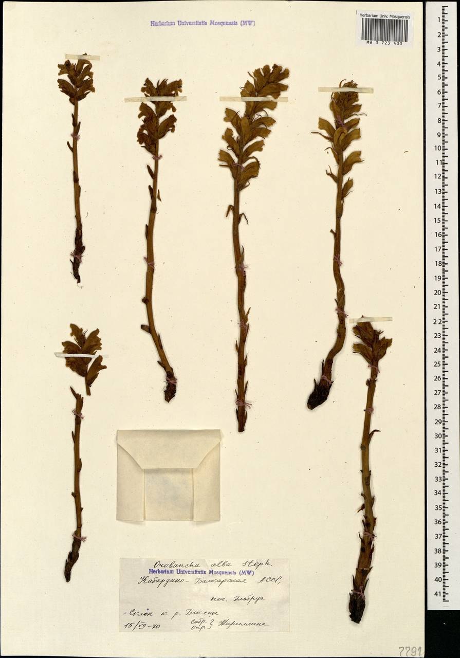 Заразиха капустная