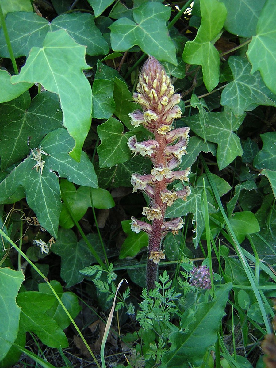 Broomrape
