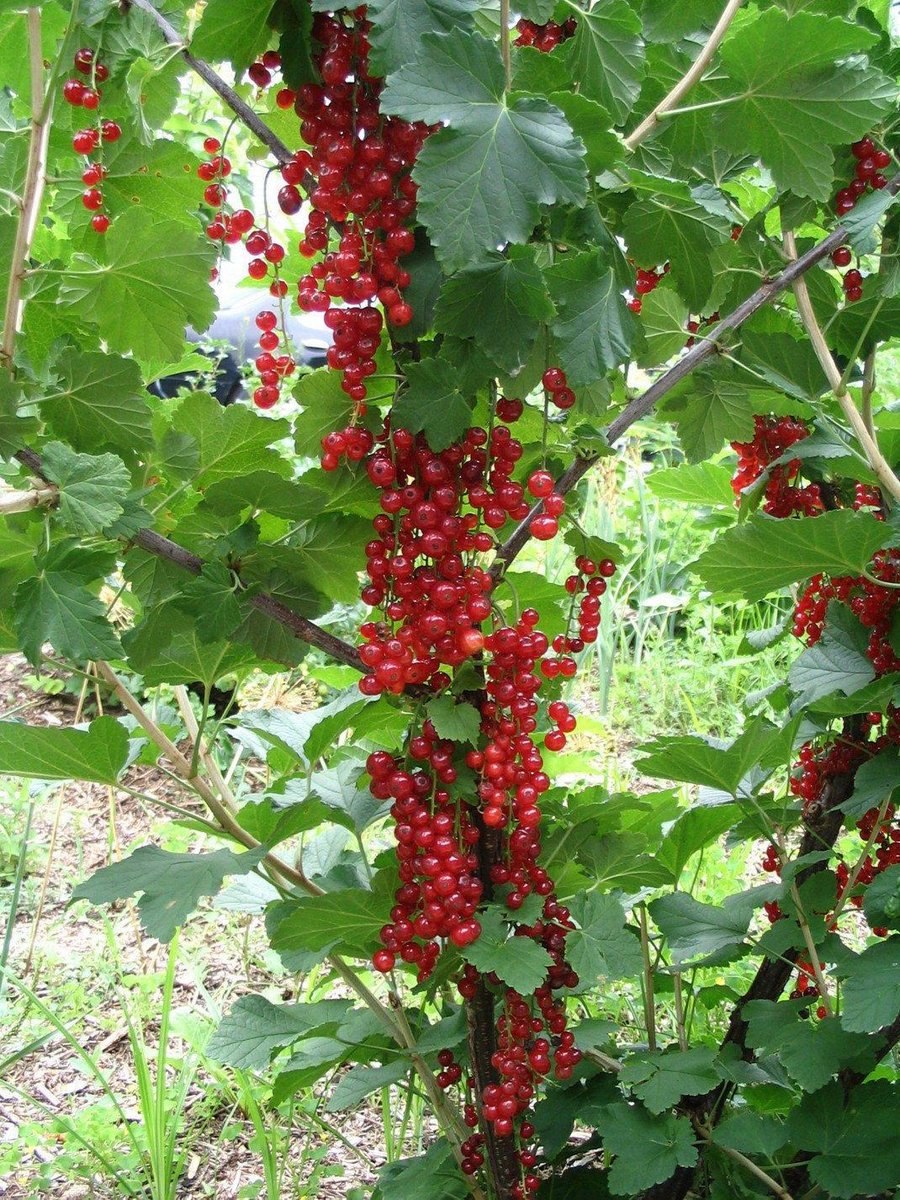 Смородина маньчжурская