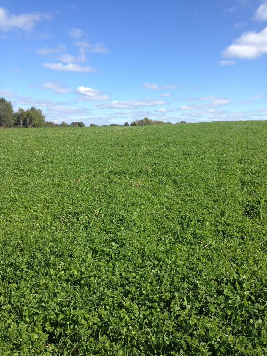 Фалярис Живая изгородь