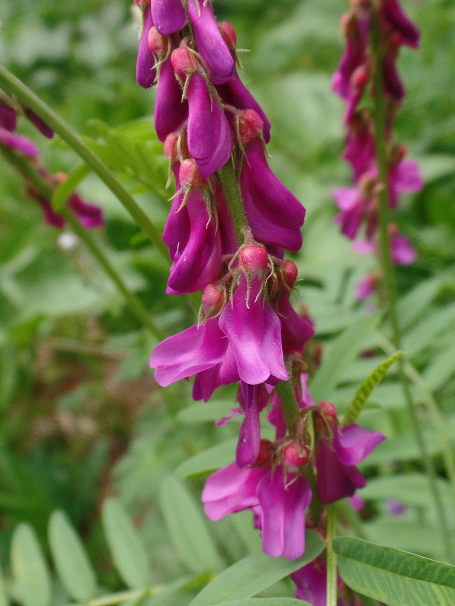 Копеечник джунгарский