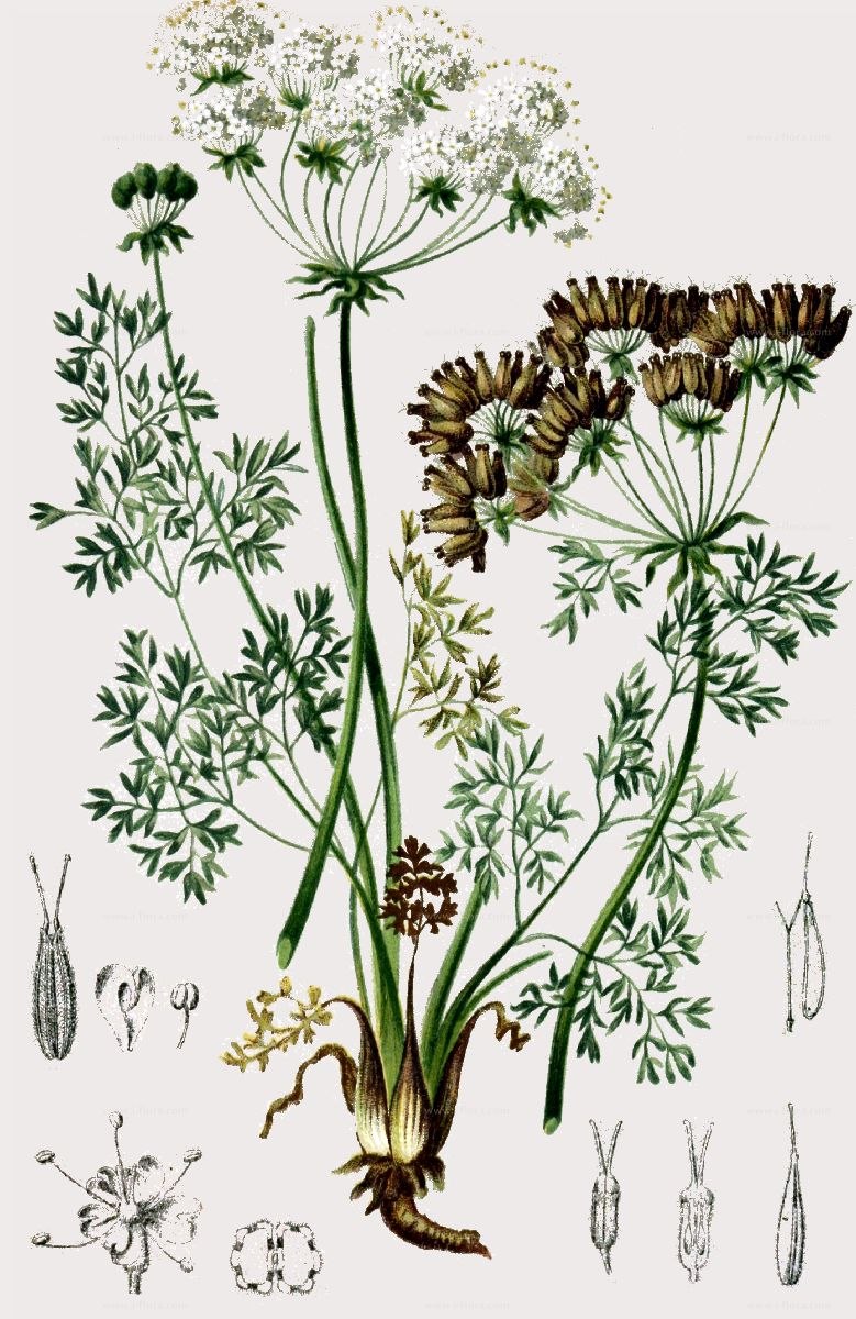 Арцеутобиум можжевеловый