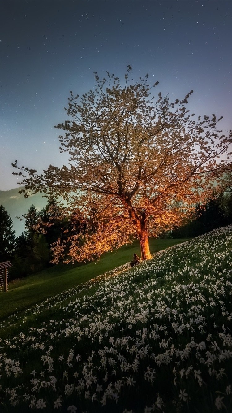 Яблони на склоне