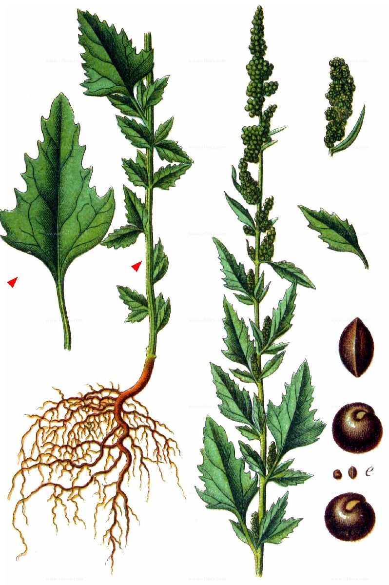 Маревых (Chenopodiaceae)