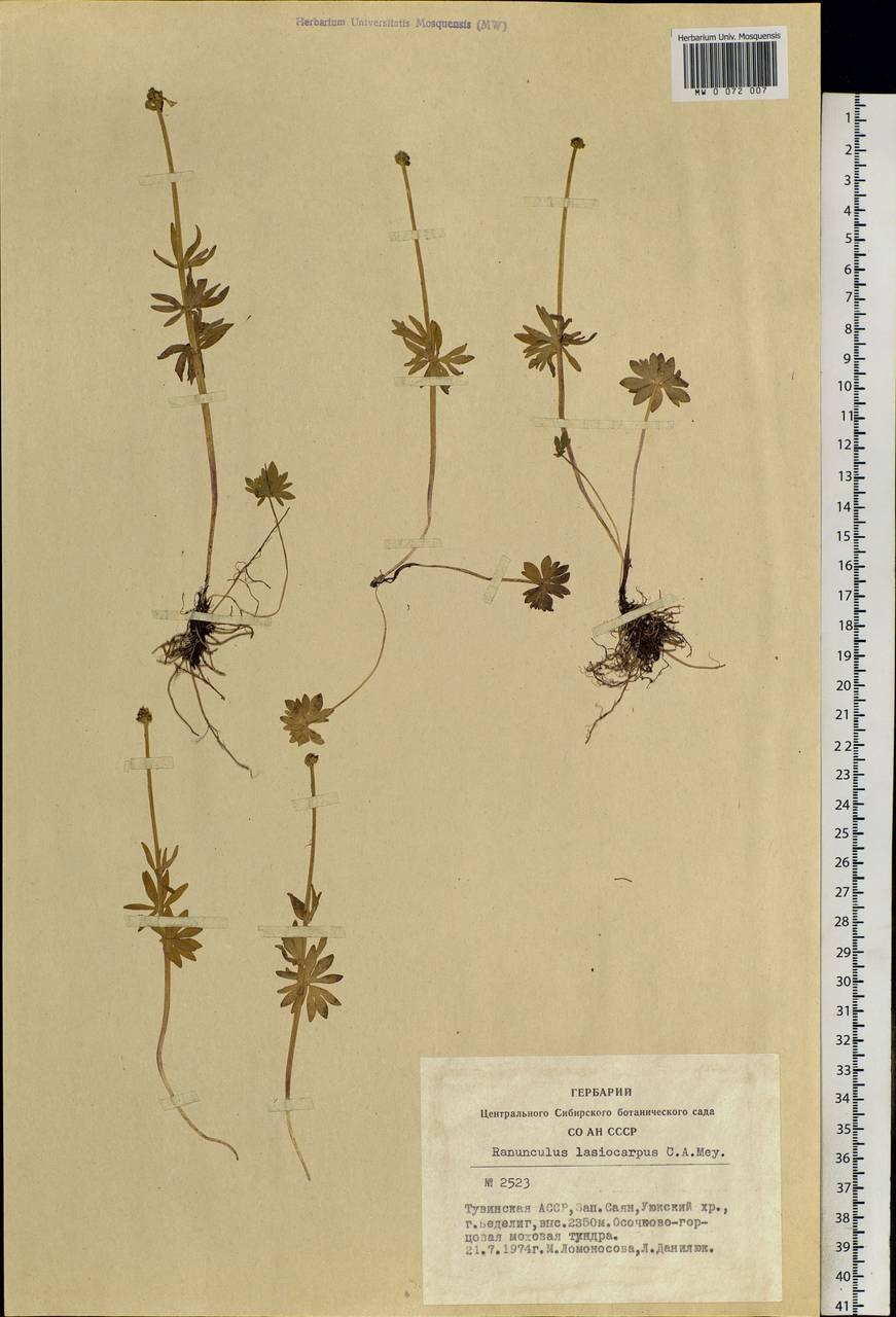 Ranunculus radicans c.a. Mey. Рисунок