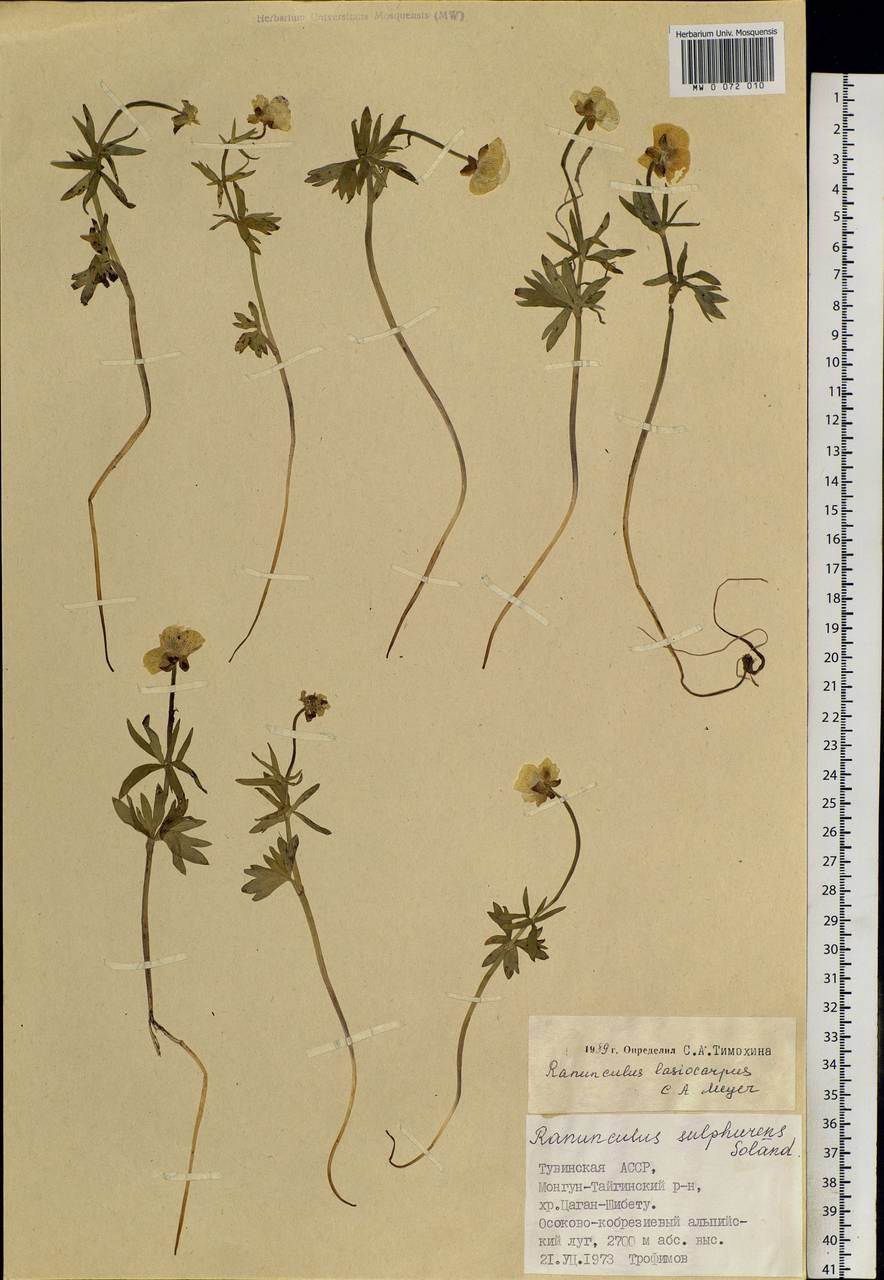 Ranunculus radicans c.a. Mey. Рисунок
