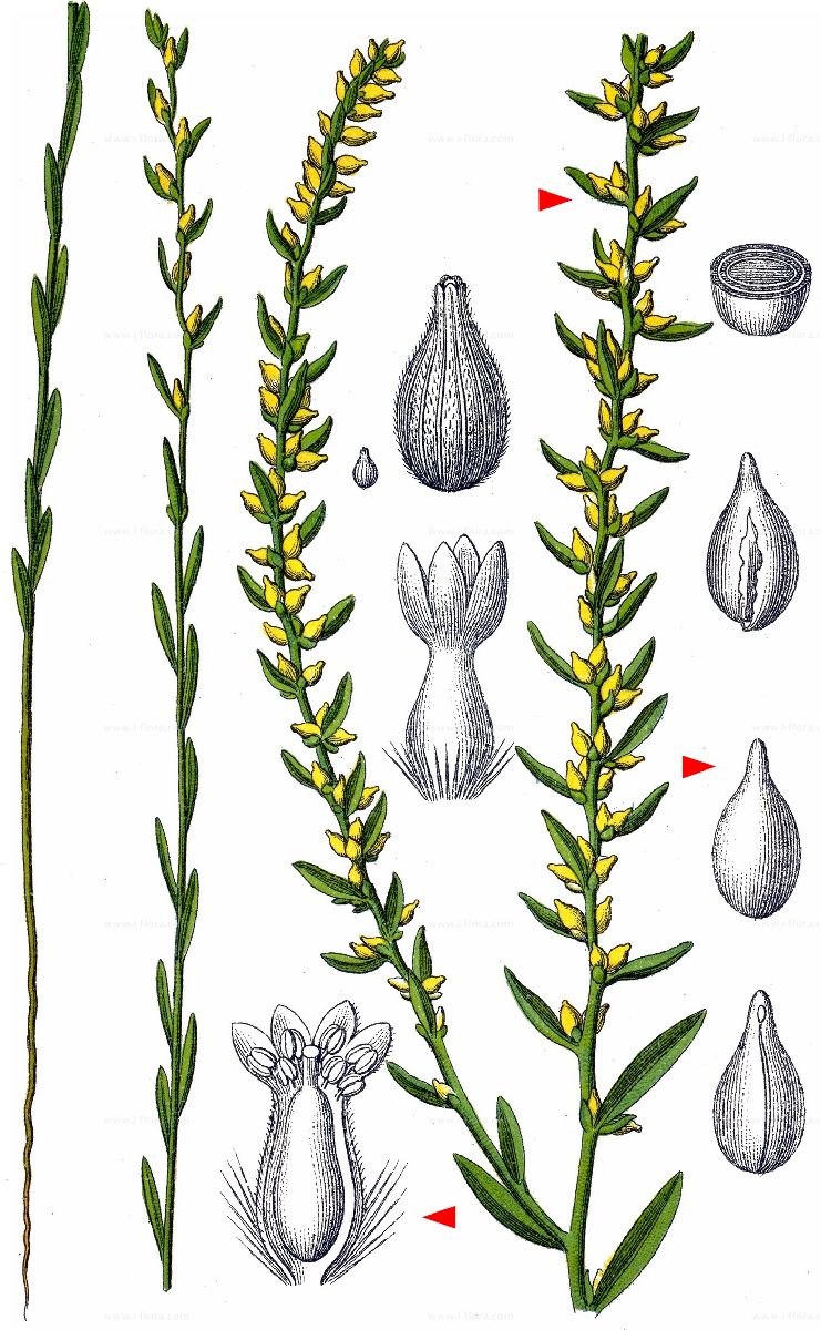 Thymelaeaceae семена