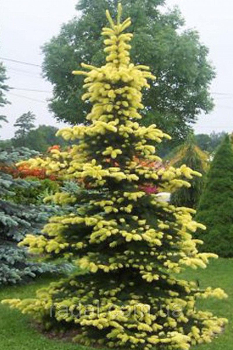 Неоллойдия конусовидная