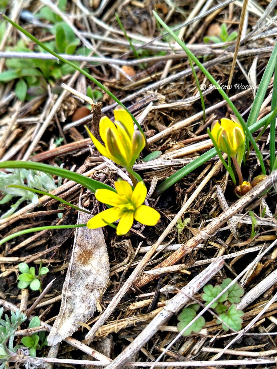 Гусиный лук (Gagea pusilla