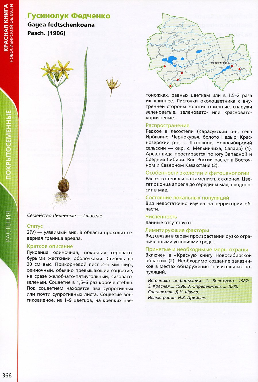 Гусиный лук (Gagea)