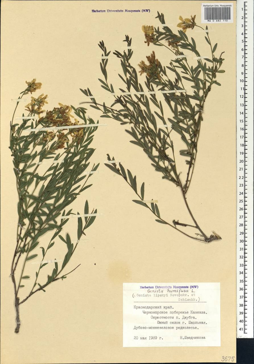 Дрок распростёртый