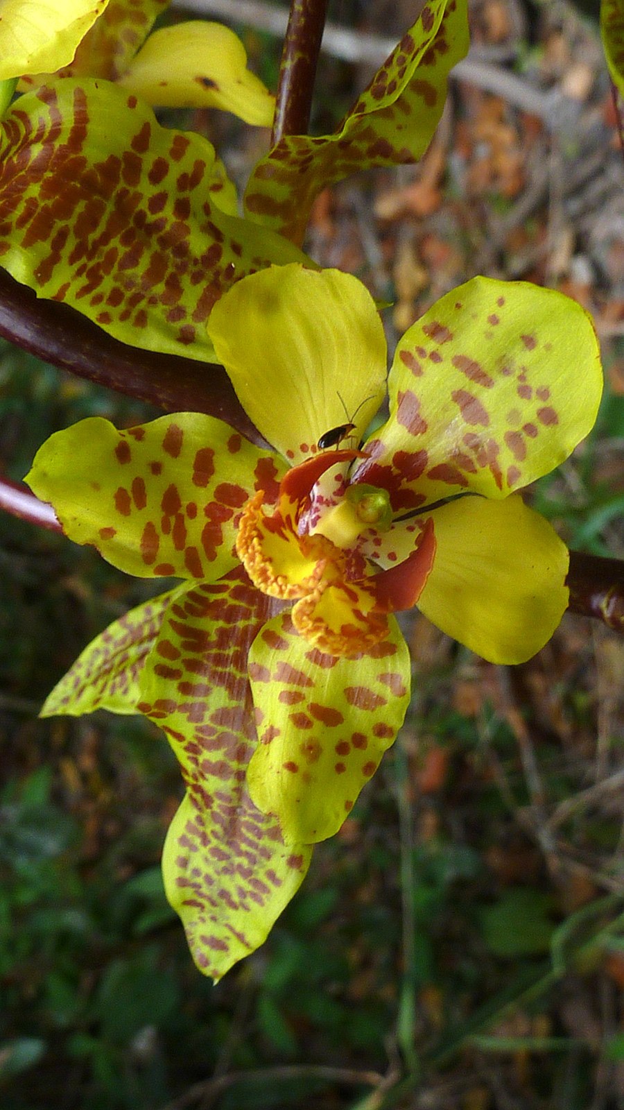 Cyrtopodium andersonii