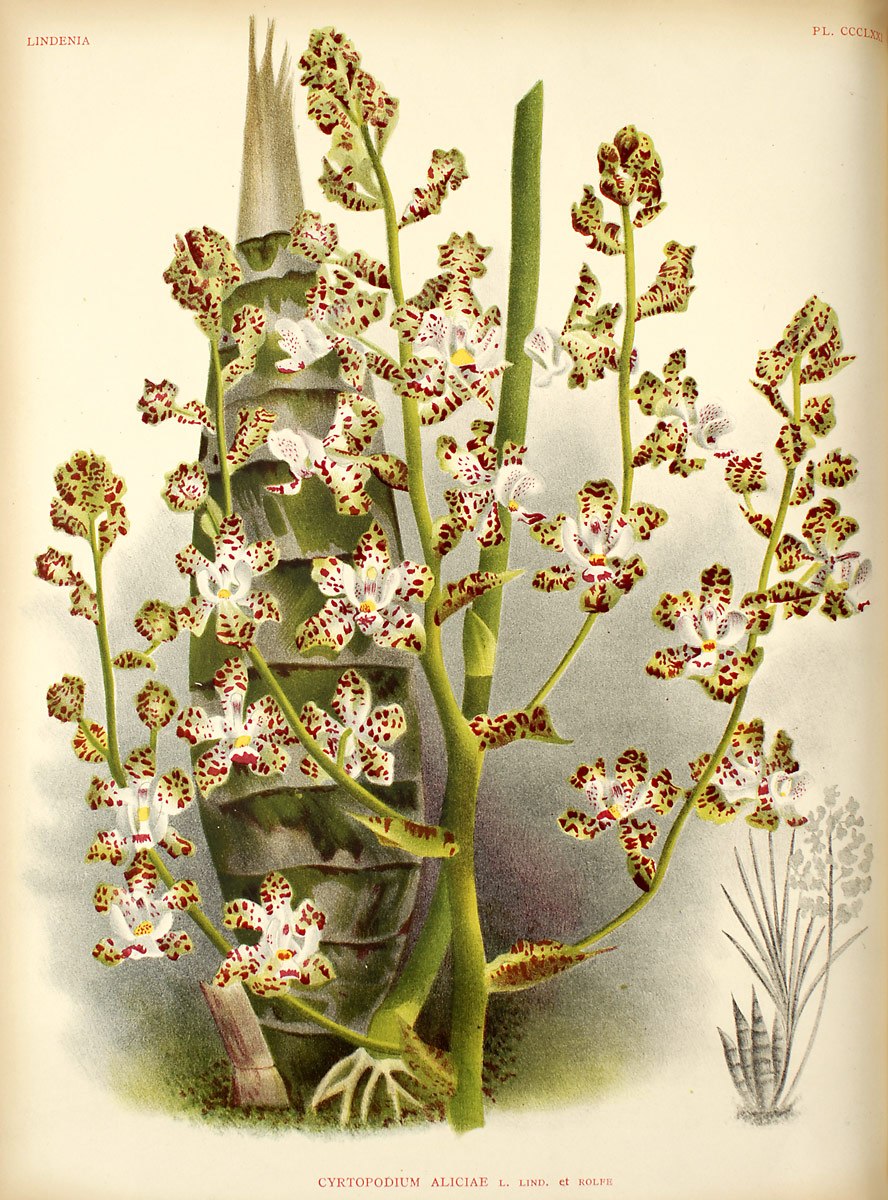 Cyrtopodium andersonii