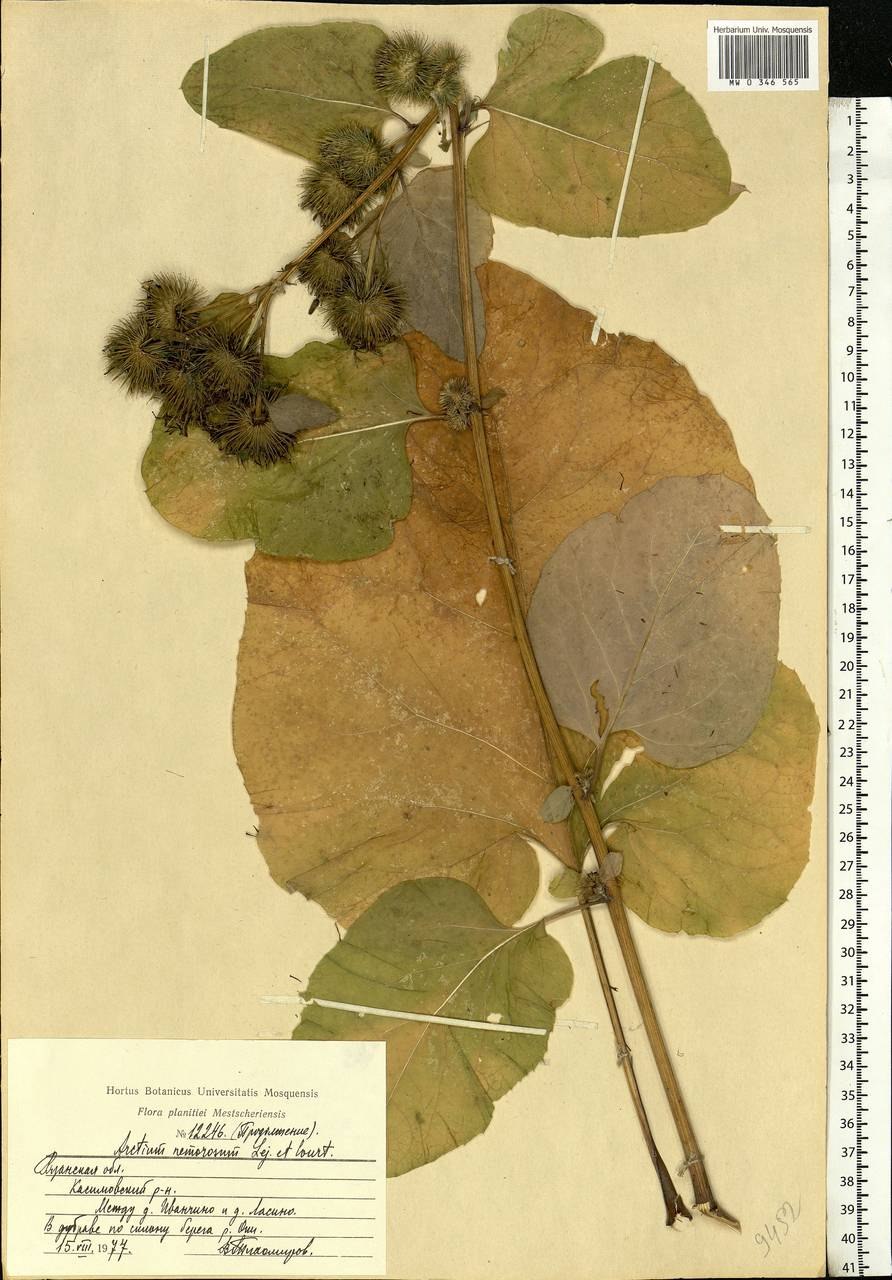 Лопух дубравный