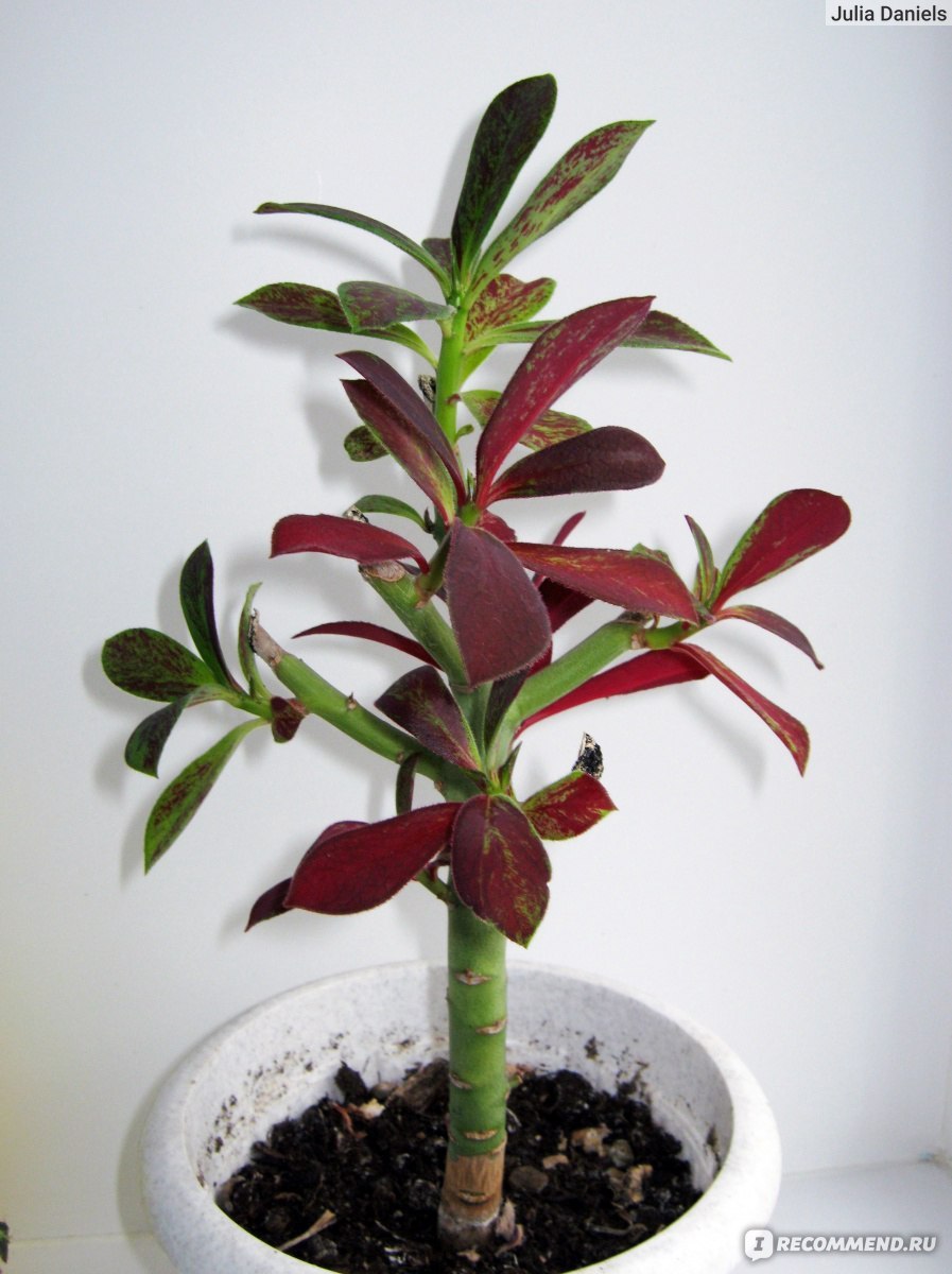 Синадениум Synadenium rubra