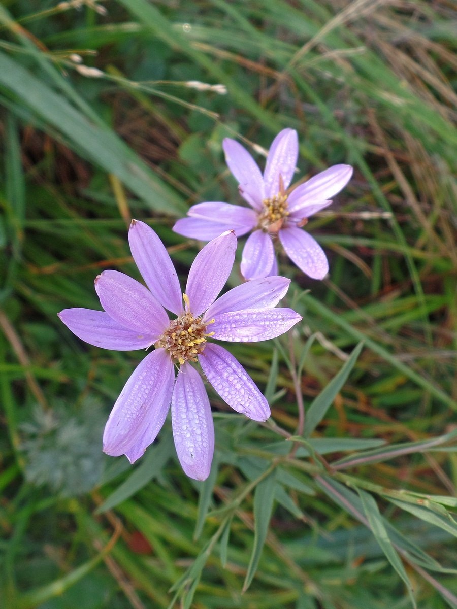 Galatella villosa Солонечник мохнатый
