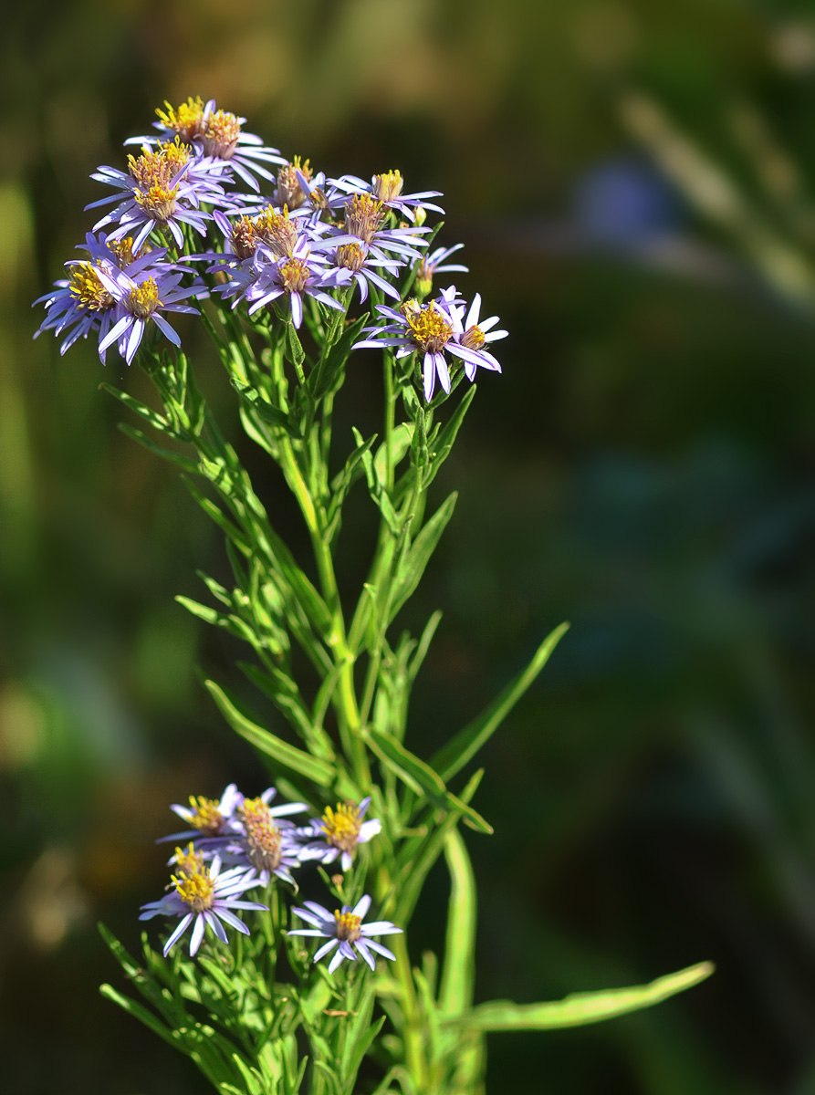 Астра Aster divaricatus Eastern Star