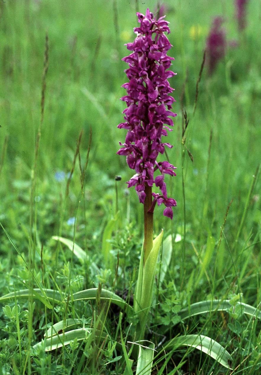 Ятрышник шлемоносный