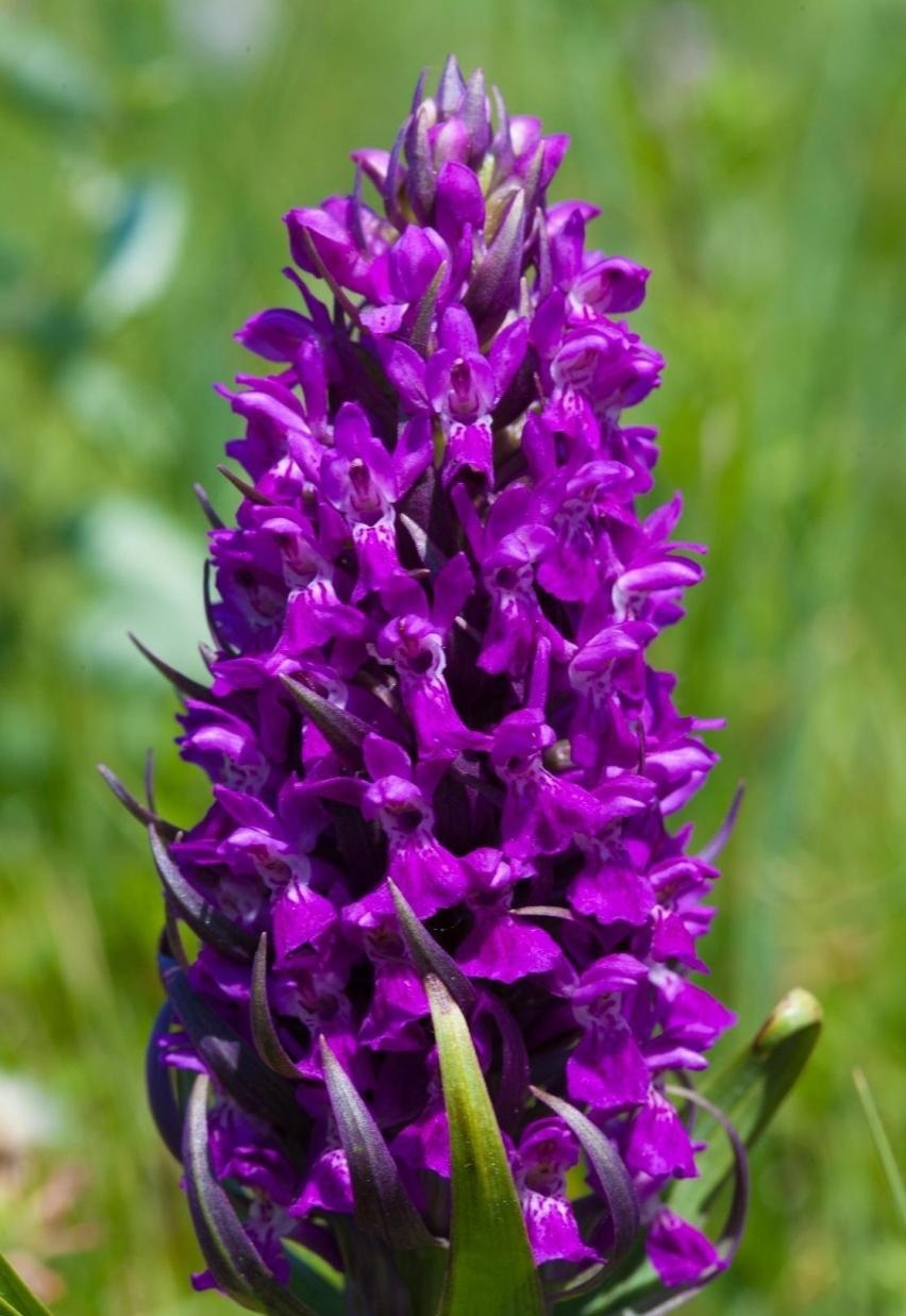 Ятрышник мужской