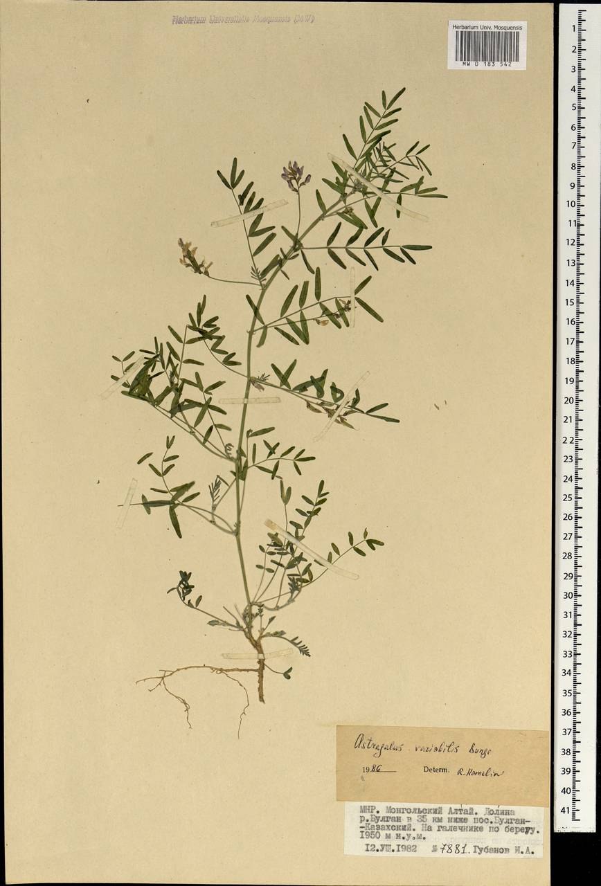 Астрагал эспарцетовый