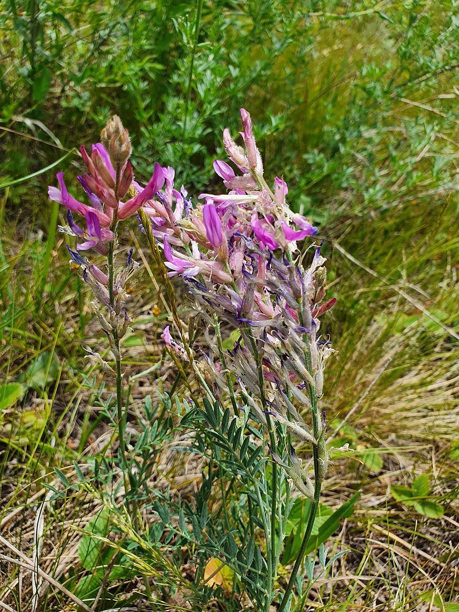 Астрагал каракугинский