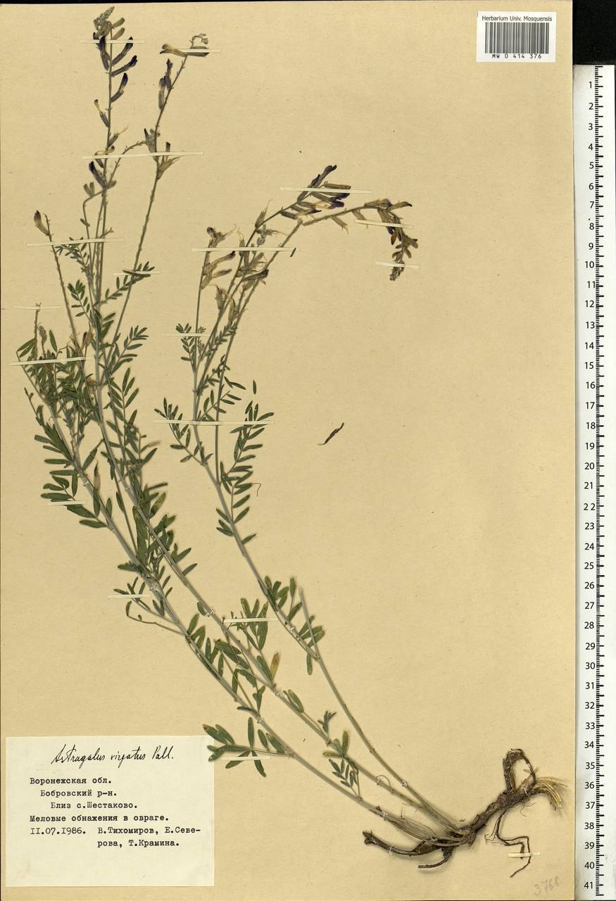 Имбирь Мелисса астрагал