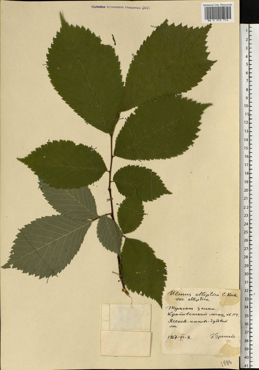 Ulmus elliptica