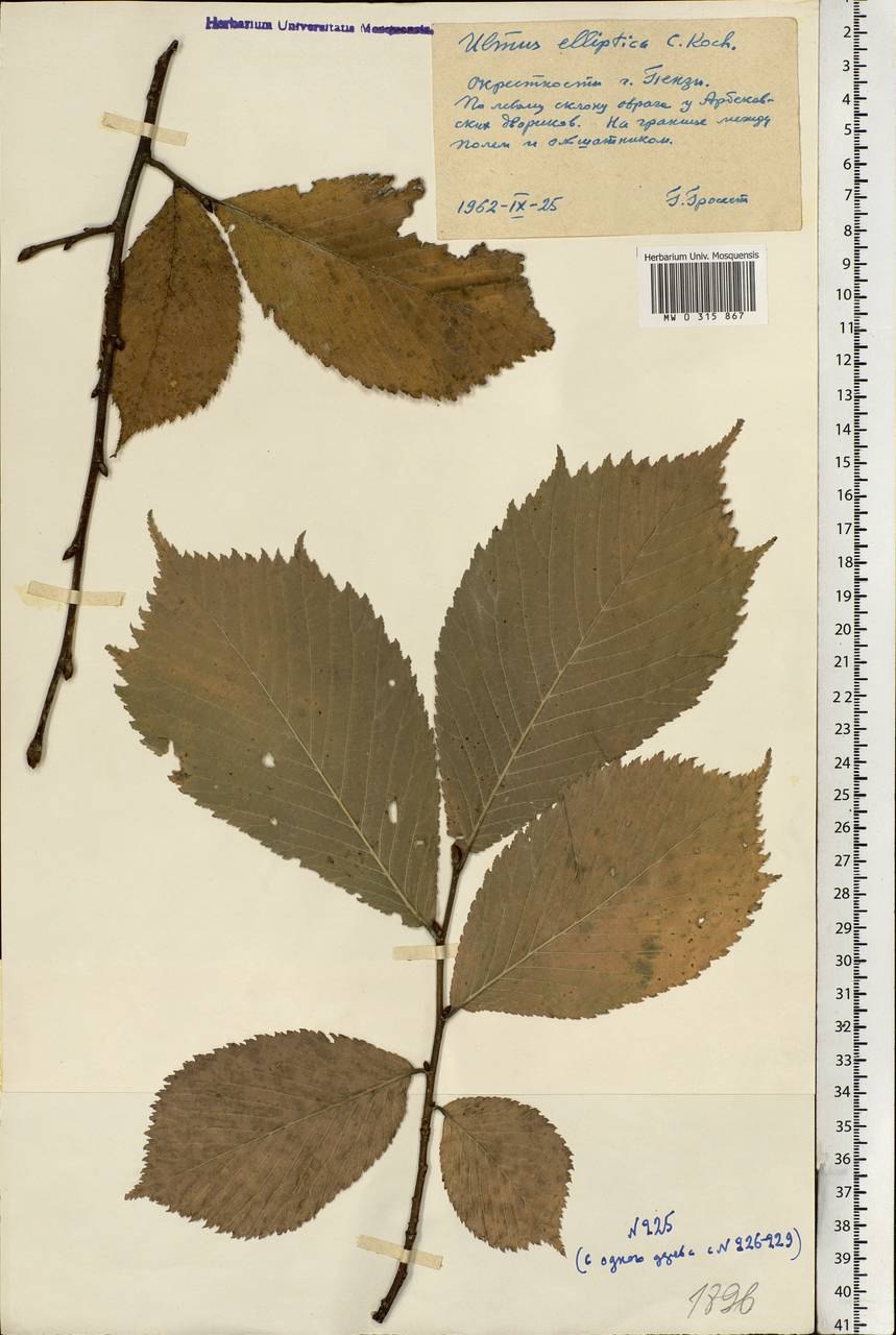 Вяз мелколистный семена